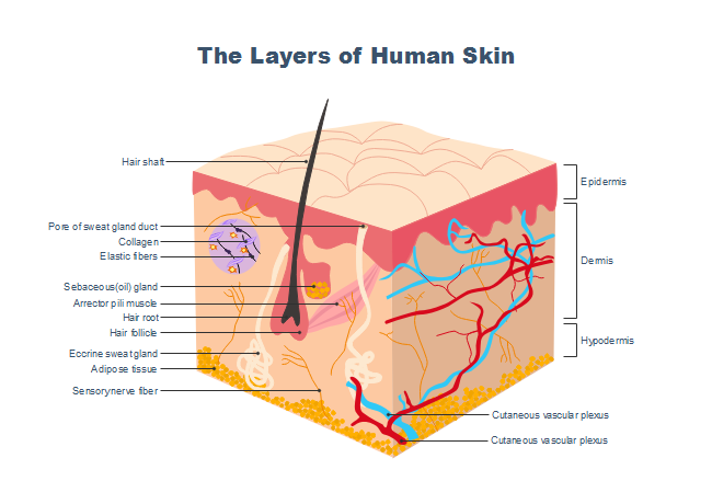 layers of the skin worksheet
