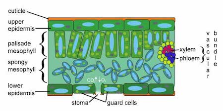 Layers of a Leaf | Overview &  Functions - Lesson | Study.com