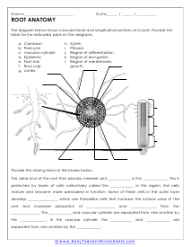 Plant Worksheets