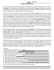 WORKSHEET - Coloring Leaf Anatomy.pdf - Jalen Bray Leaf Anatomy ...