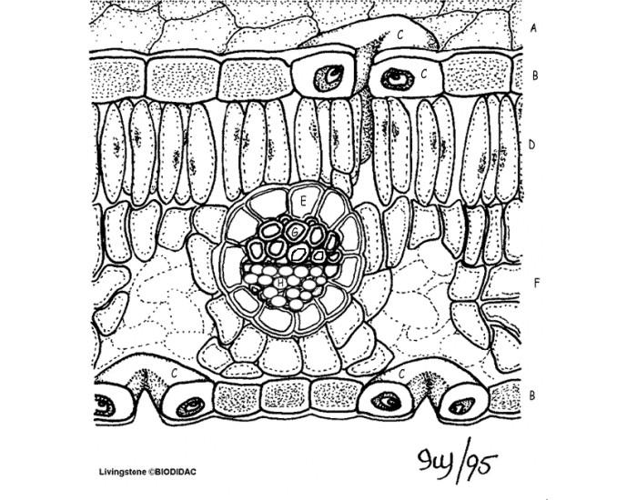 Leaf Anatomy S& F Quiz