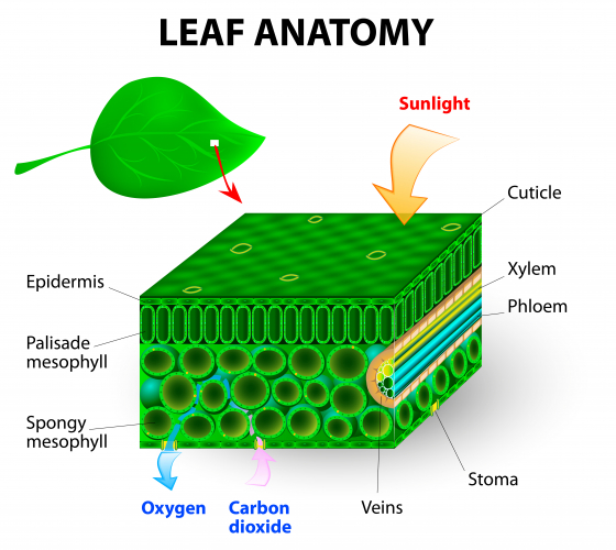Know the Structures of the Leaf Worksheet - EdPlace