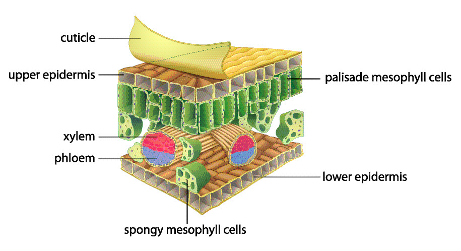 Know the Structures of the Leaf Worksheet - EdPlace