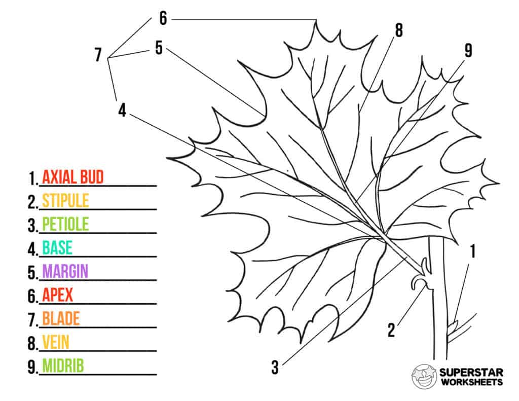 Parts of a Leaf Worksheet -Worksheets Library