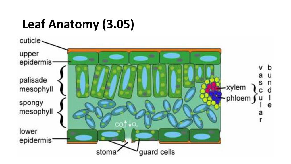 Unit 3 Cells (Part 2). - ppt download