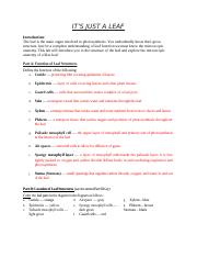 Leaf Anatomy Worksheet Answer Key.rtf - ITS JUST A LEAF ...