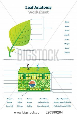 Leaf Anatomy Vector &  Photo (Free Trial) | Bigstock