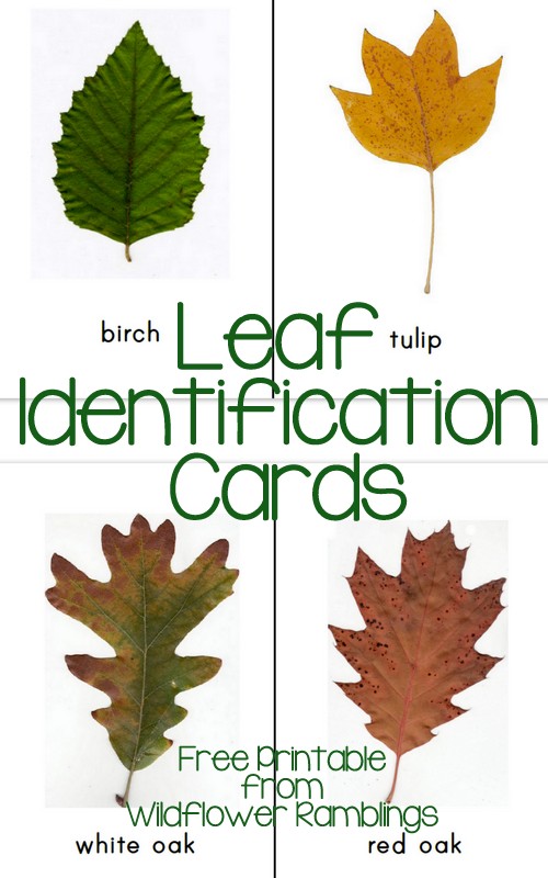 Leaf Identification Cards {free printable!} - Wildflower Ramblings
