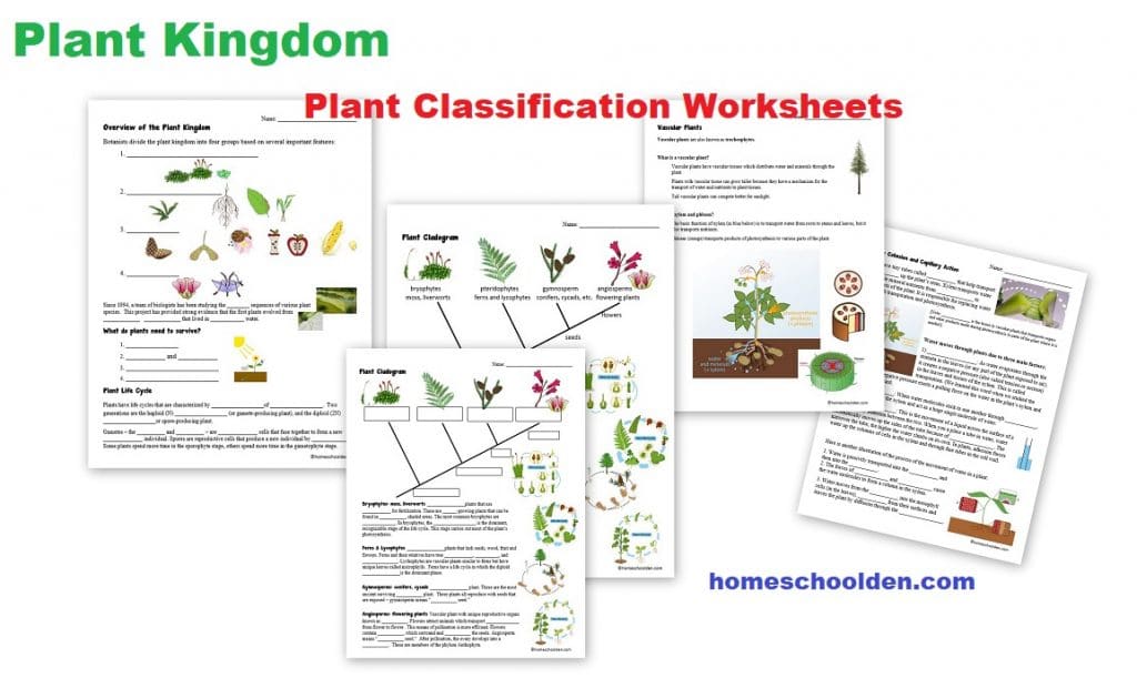 leaf classification worksheet