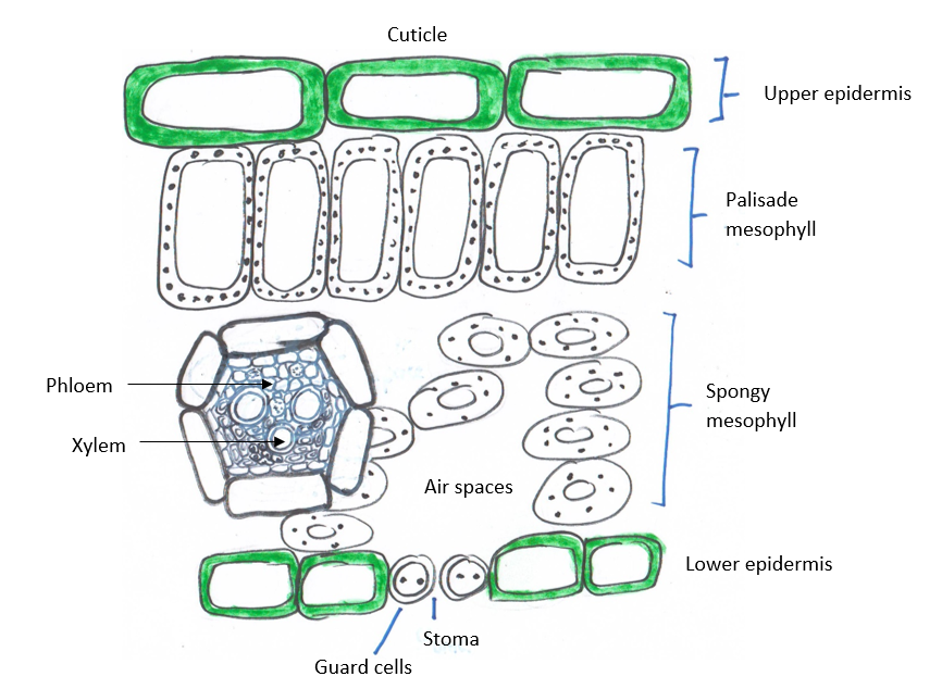 Nota &  Latihan Biology KSSM Form 5 Bab 2.1 - WeAcademia [2021]