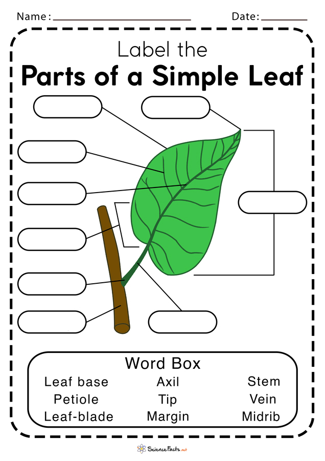 Parts of a Leaf Worksheets - Free Printable