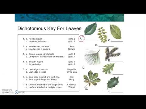 Dichotomous Key Reading - YouTube