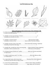 Dichotomous Key Leaves.pdf - Leaf Dichotomous Key A Key to the ...