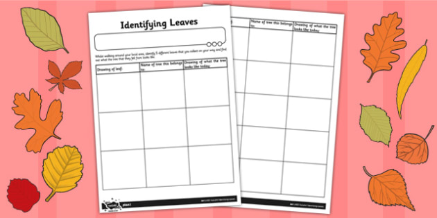 Identifying Leaves Worksheet (teacher made) - Twinkl