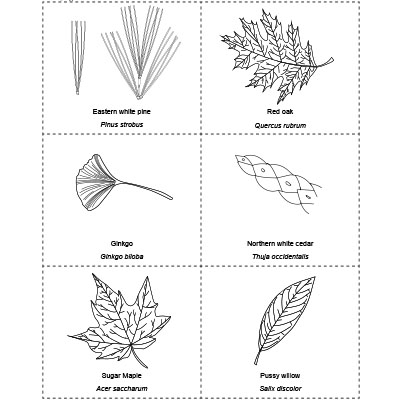 leaves worksheet answers