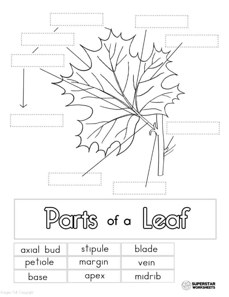 Parts of a Leaf Worksheet -Worksheets Library