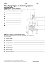 life activities and body systems worksheet