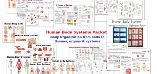 life activities and body systems worksheet