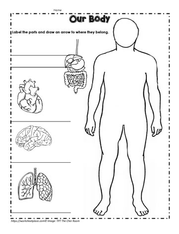 Human Body Systems Activity Worksheets