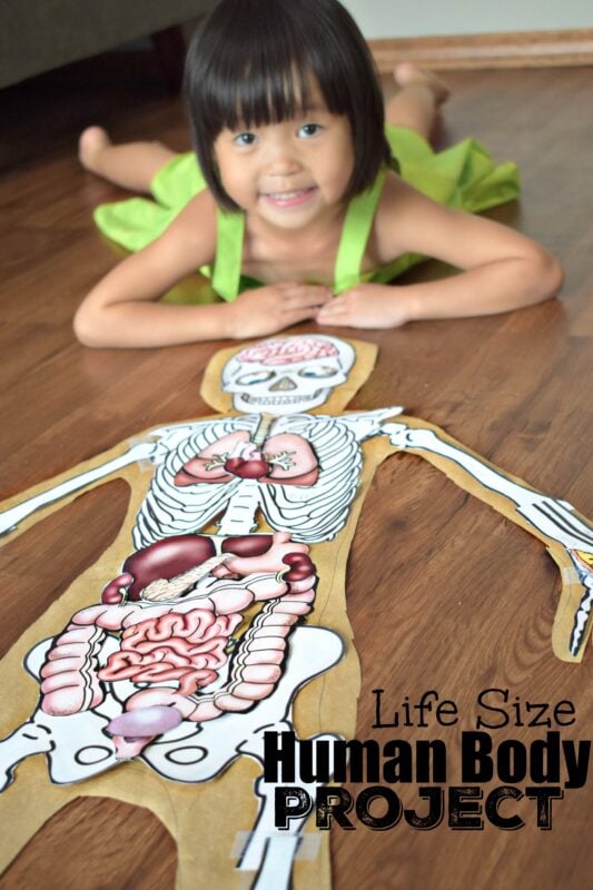 life activities and body systems worksheet