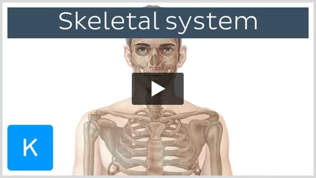 Skeletal system