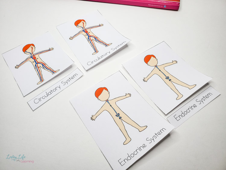 life activities and body systems worksheet