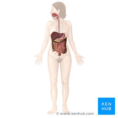 life activities and body systems worksheet