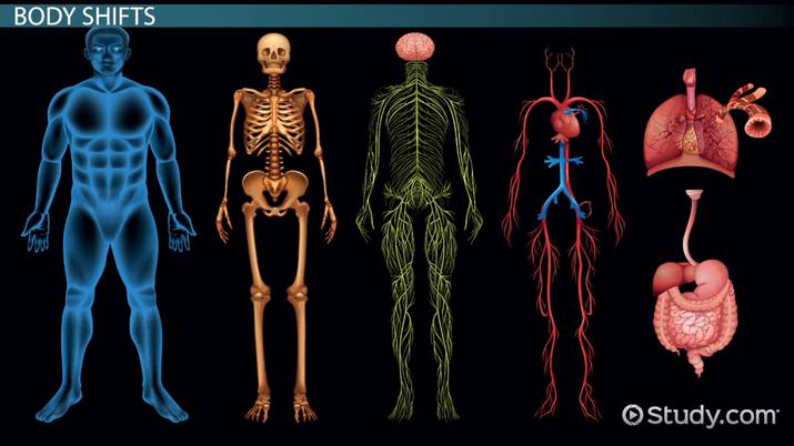 Interaction Among Body Systems &  Movement Video