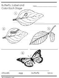 Life Cycle of a Butterfly (cut, paste and write!) #Lifescience ...