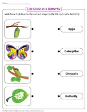 life cycle of a butterfly worksheet for 2nd grade