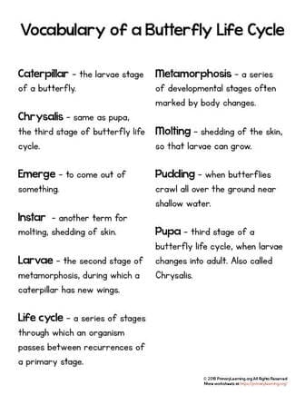 life cycle of a butterfly worksheet for 2nd grade