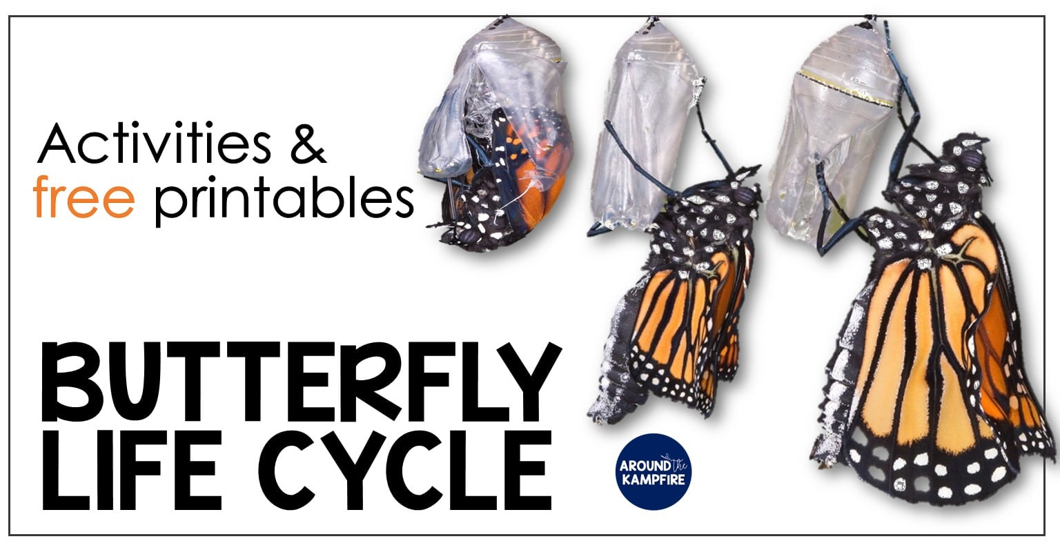 Butterfly Life Cycle Poster and Worksheet | Teach Starter