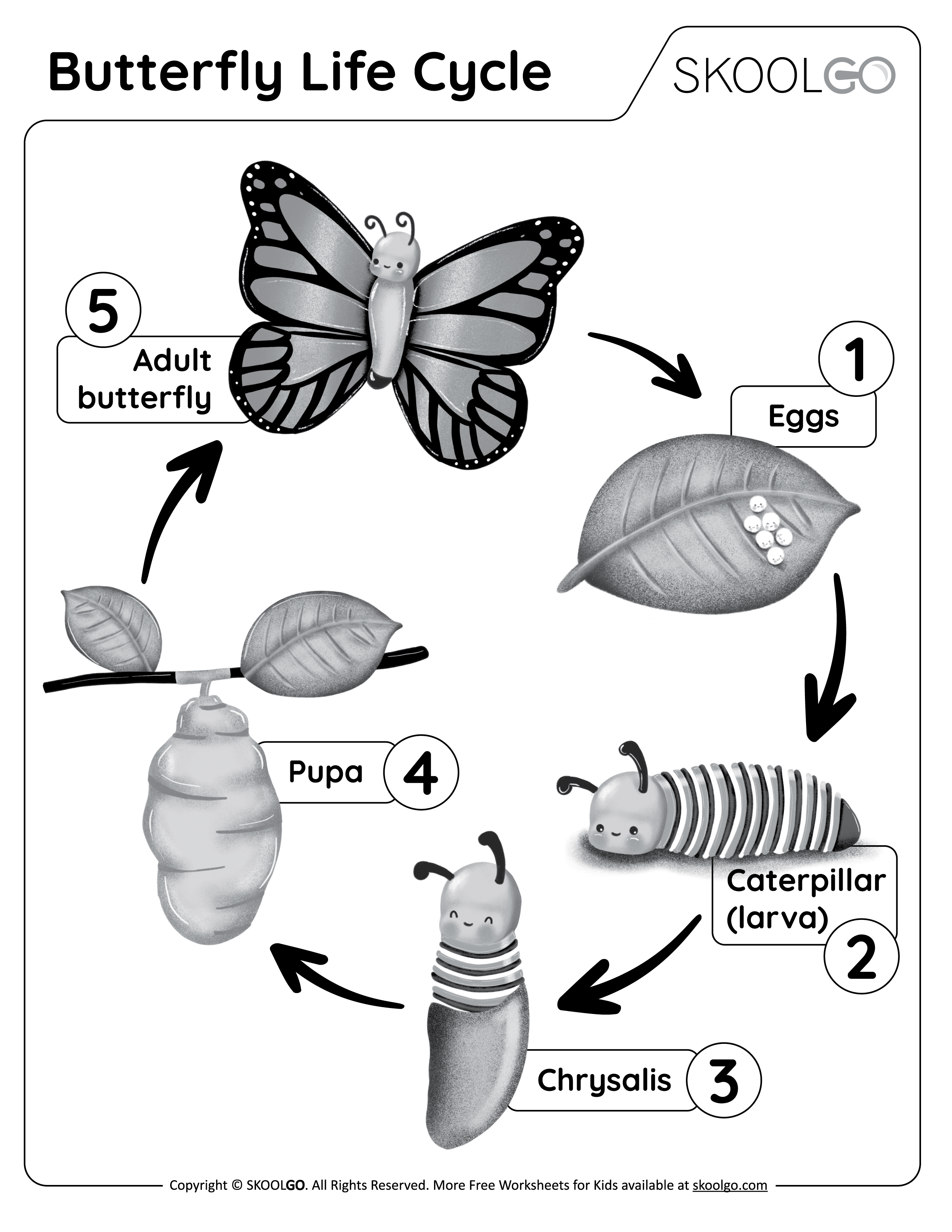 life cycle of a butterfly worksheet for 2nd grade