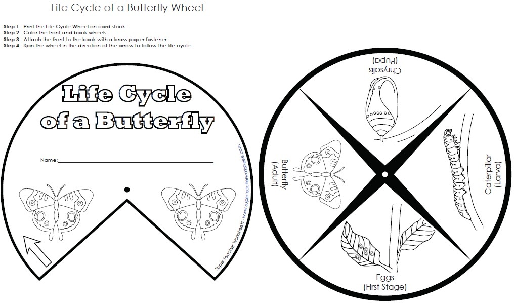 life cycle of a butterfly worksheet for kindergarten