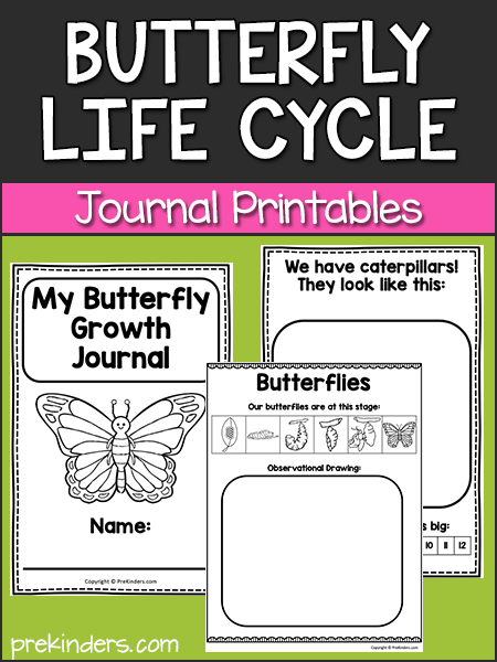 life cycle of a butterfly worksheet for kindergarten
