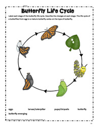 life cycle of a butterfly worksheet for kindergarten