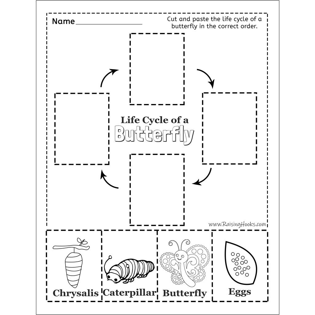 life cycle of a butterfly worksheet