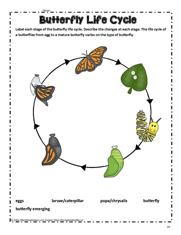 life cycle of a butterfly worksheet