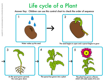 life cycle of a flower worksheet