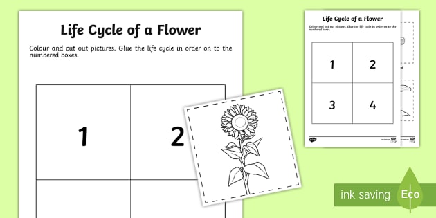 life cycle of a flower worksheet