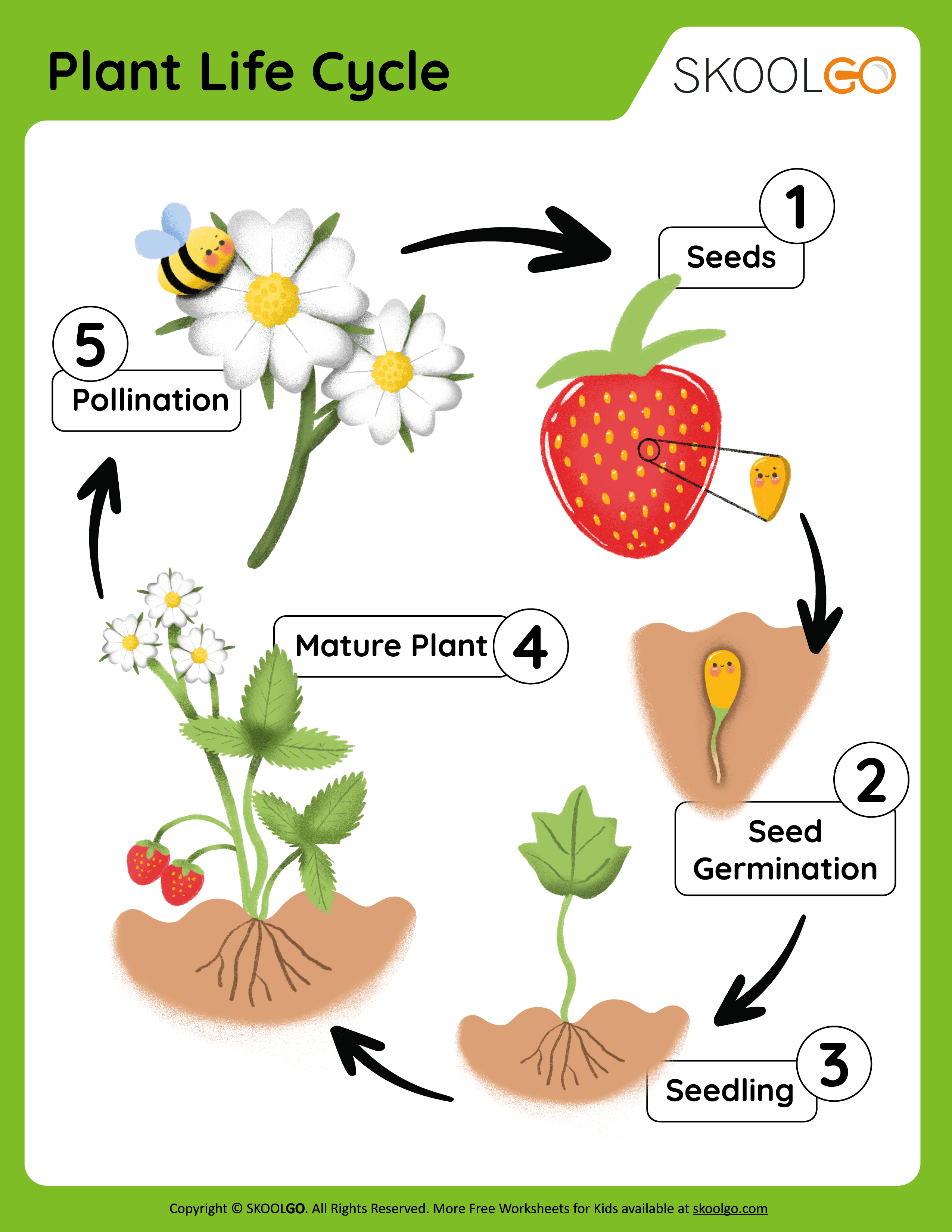 life cycle of a flower worksheet