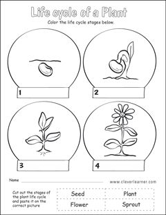 life cycle of a flower worksheet