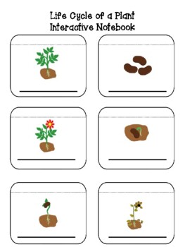 life cycle of a flower worksheet