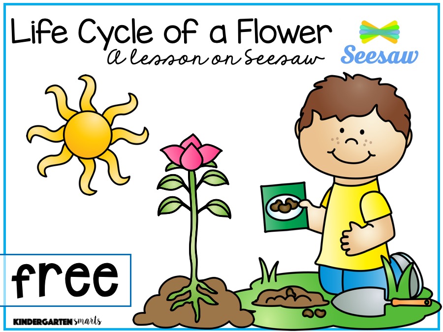 life cycle of a flower worksheet