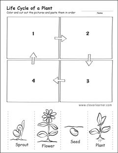 life cycle of a flower worksheet
