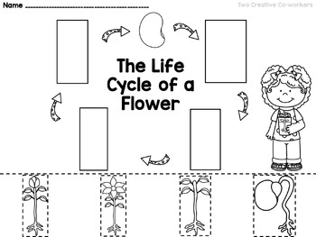 life cycle of a flower worksheet