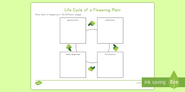 life cycle of a flowering plant worksheet