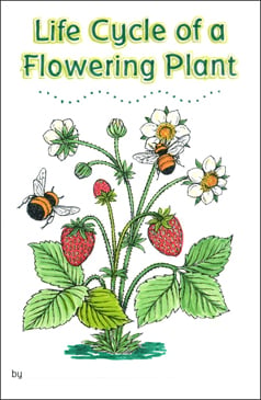 Life Cycle of a Flowering Plant | Printable Mini-Books