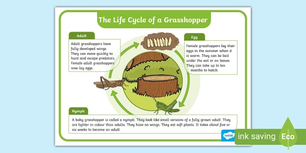 Life Cycle of a Grasshopper Display Poster (Teacher-Made)