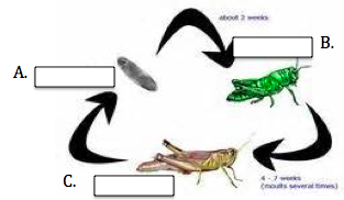 life cycle of a grasshopper worksheet